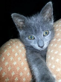 jtriphahn profile photo