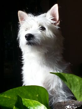 dstamp profile photo