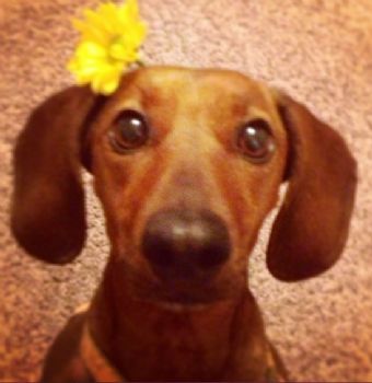 StylingLysa profile photo