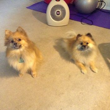 dsankara profile photo