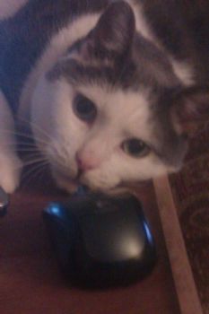 RafisMama profile photo