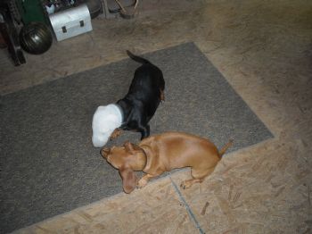 kentuckygirl profile photo