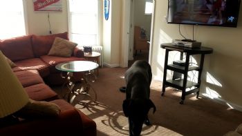 danadove profile photo