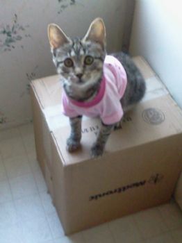 tetrisqueen profile photo