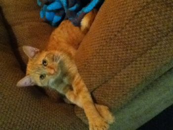 Shyshko profile photo