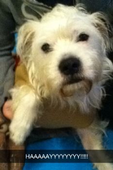 Shyshko profile photo