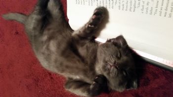 sergiokh profile photo