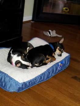 ScooterChic profile photo