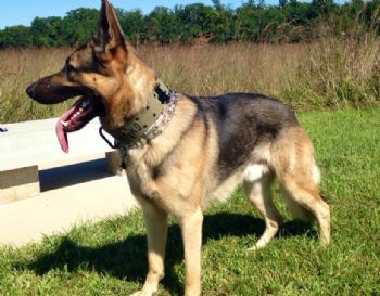 dkirby profile photo