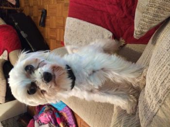 rossergirl1 profile photo