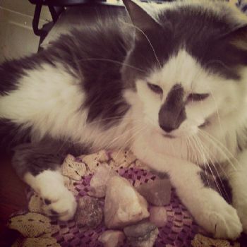 rgianpicolo profile photo