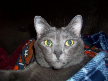 dannyfinekin profile photo