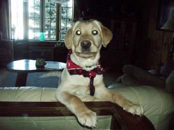 SWOJO4 profile photo