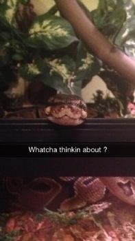 lkeltner profile photo