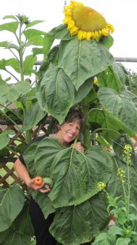 Lilliipad profile photo