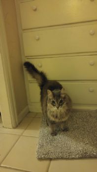 soulrise profile photo