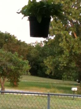 petuniaflowe profile photo