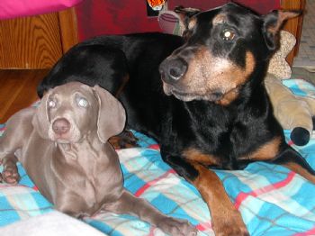 thecman profile photo