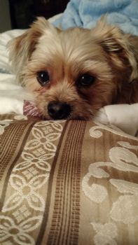 dreamkat25 profile photo