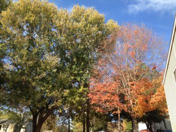 4Strings profile photo