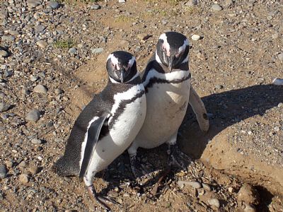 luvpaws profile photo