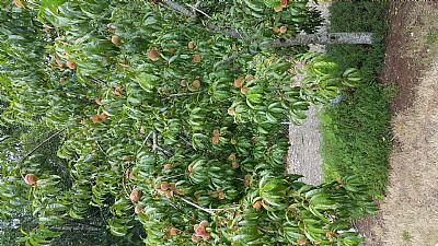 CharlieMopps profile photo