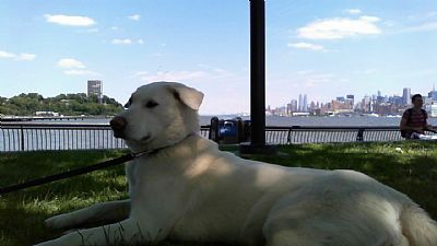 gureumi profile photo