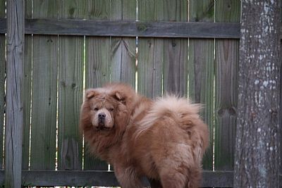 the tire dude profile photo