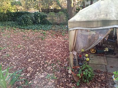 Sheflute profile photo