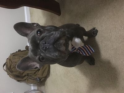 braverifles43 profile photo