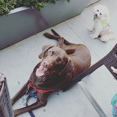 lawaialton profile photo