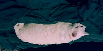 Trent_White profile photo