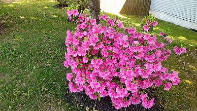 Zelaya33 profile photo