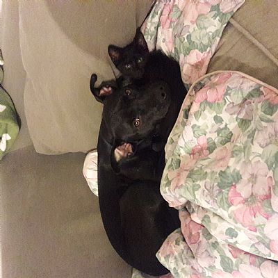 Ffagoatgal profile photo