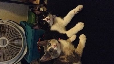 Oreoandpatches profile photo