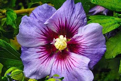 Trulicity profile photo