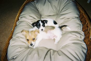 geckogal profile photo