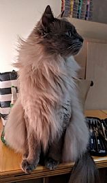 NikoleJay profile photo