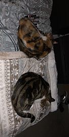 PajXiong profile photo