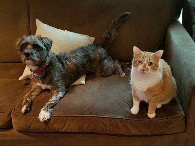 scollopy profile photo