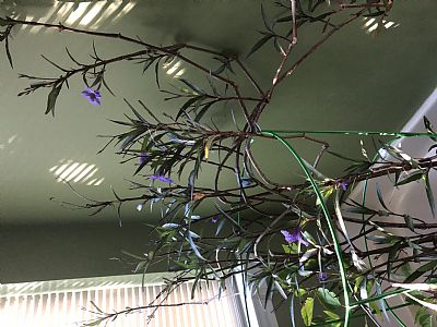 Annachar profile photo