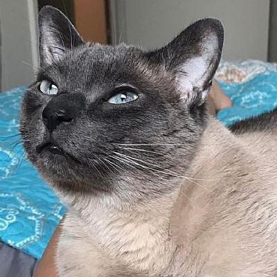 kristencedotal profile photo