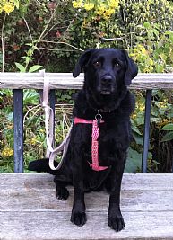 indigo4iz profile photo