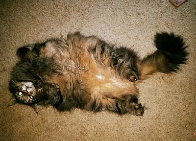 TrumanCapote profile photo