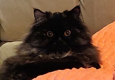 Blulotus profile photo