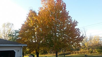 17Speedblade profile photo