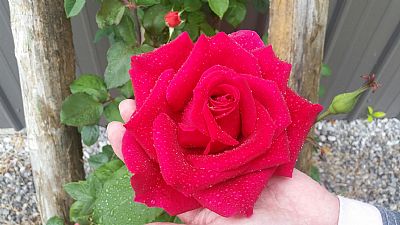 SharonT profile photo