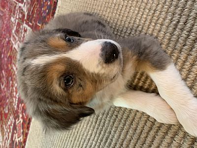 trfulcher profile photo