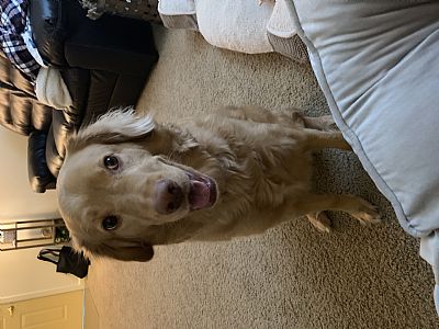 andicarreno profile photo