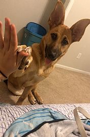 Shadowedlegacy profile photo